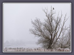 Seeadler im Teufelsmoor