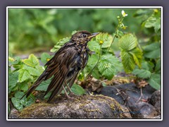 Singdrossel nach dem Bade