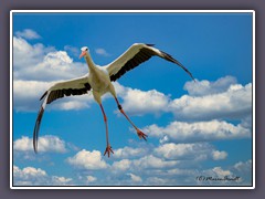 Storch im Anflug