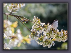 Trauerschnäpper in Kirschblüten