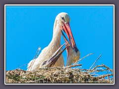 Weissstorch