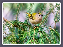 Wintergoldhähnchen