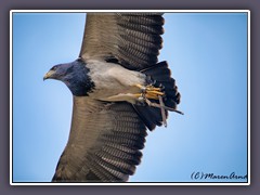 Andenbussard