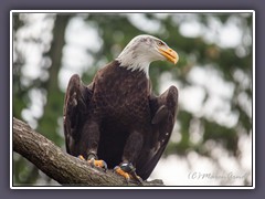 Bald Eagle