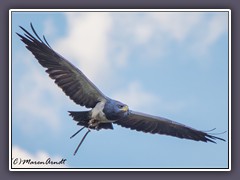 Blaubussard