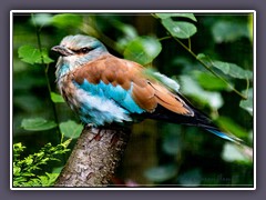 Blauracke - Vogelpark Walsrode