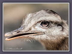 Emu