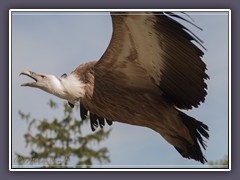 Gänsegeier - Flugshow