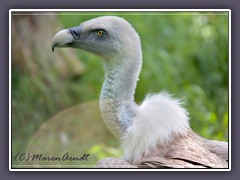 Gänsegeier - Gyps fulvus