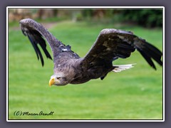 Junger Bald Eagle