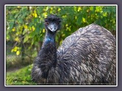 Kasuar - flugunfähiger Vogel aus Australien.