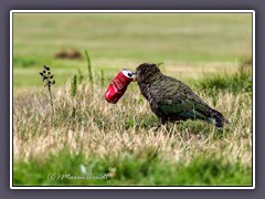 Kea