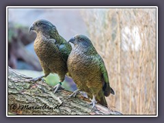 Kea - Bergpapagei