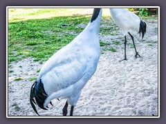 Mandschuren Kranich - Grus japonensis