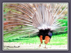 Pfau  Radschlag