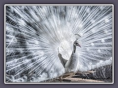 Pfau - Schönheit in weiß