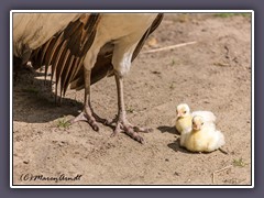 Pfau - weiße Küken