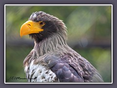 Riesenseeadler -  Haliaeetus pelagicus