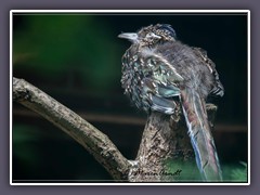 Roadrunner - Käfighaltung Vogelpark Walsrode