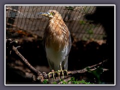 Rohrdommel - Vogelpark Walsrode