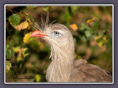 Rotfußseriema  - Cariama cristata