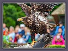 Seeadler Flugshow