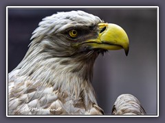 Seeadler Portrait