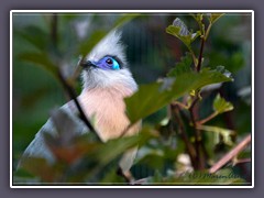 Seidenkuckuck - Vogelpark Walsrode