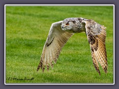 Sibirischer Uhu - Bubo bubosibiricu.