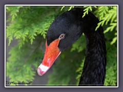 Trauerschwanz Porttrait