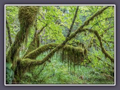 Hoh Rain Forrest - Olympic NP