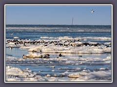 Vögel im Eiswattl - Austernfischer