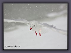 Flugkünstler Lachmöwe im Schneesturm