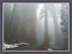 Sequoia NP - Giganten im Nebel