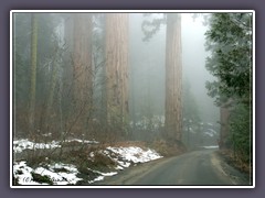 Sequoia NP - Unterwegs zum Wald der Giganten
