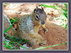 Zion NP - Felsenziesel - Ground Squirrel