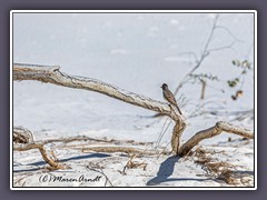 Ash Throated Flycatcher - White Sands