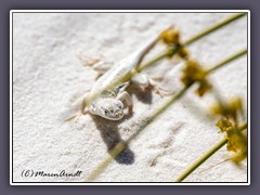 Bleached Earless Lizard - White Sands