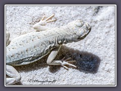 Bleached Earless Lizard nur in White Sands zu finden