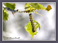 Caterpillar Painted Lady - White Sads