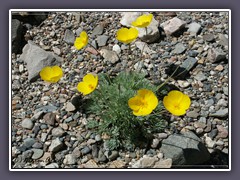 Mojave Gold Poppy -  Eschscholzia Glyptosperma 