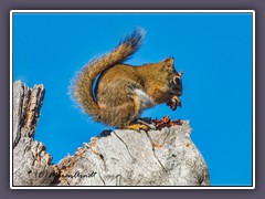 American Red Squirrel - Gemeines Rothörnchen