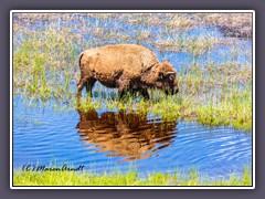 Büffel - Buffalo - Tatanka