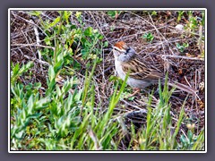 Chipping Sparrow - Schwirrammer