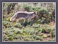 Coyote - Kojote amerikanische Wildhundart