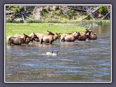 Elks im Madison River