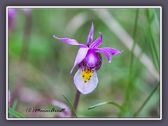Fairy Slipper Orchidee