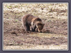 Grizzly Bär - hungrig nach dem Winterschlaf 