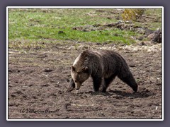 Grizzly Bär auf Nahrungssuche