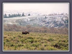 Moose - der nordamerikanische Elch
